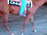 5 year old gelding by ZIPPOS SENSATION