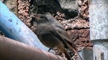 Black Redstart young is fed / Zwarte Roodstaart jong wordt bijgevoerd (Phoenicurus Ochruros)