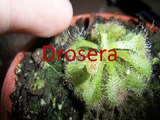 ¿Cómo cuidar una planta carnívora? Drosera | Arthur Plant
