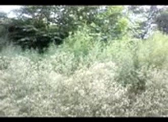 VID_20150820_112537.3gp