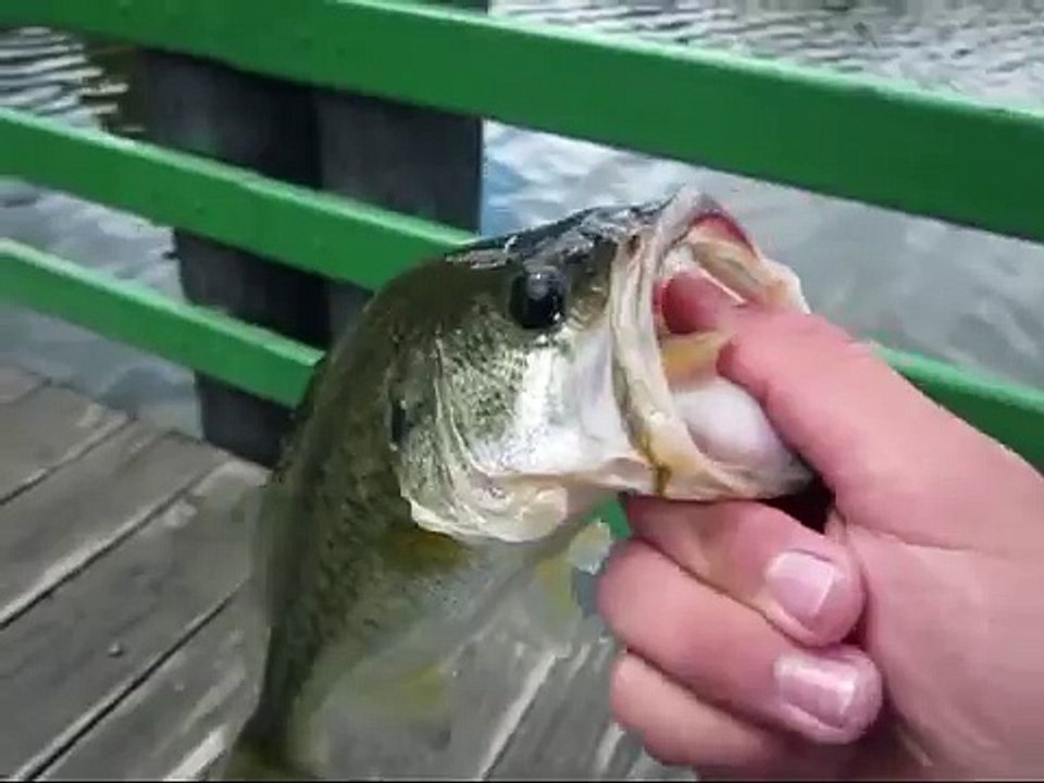 bass fishing at puddingstone lake!
