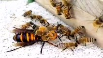 Wasp vs Bee, Wasp cuts bee in half