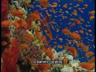 Le barriere coralline.