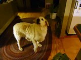 Great Pyrenees Barking.....That's a good dog Miss Cali