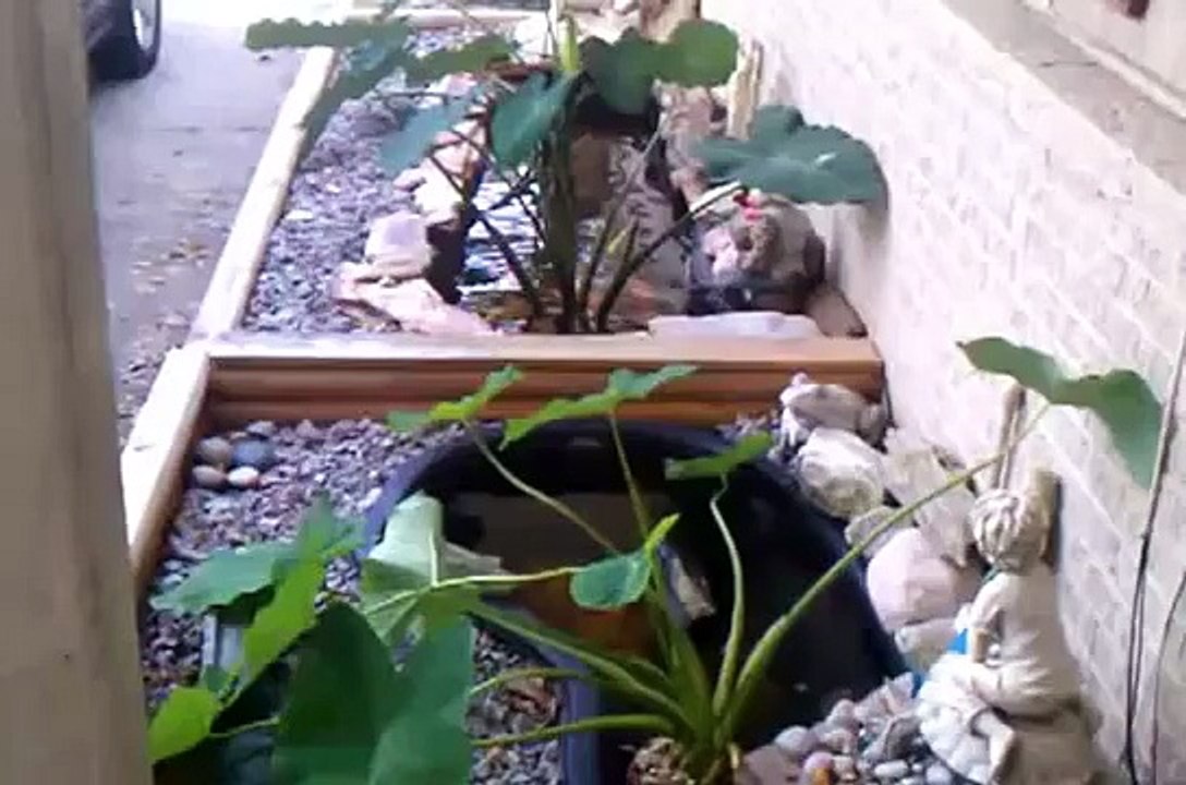 Koi, Goldfish, Turtle Pond