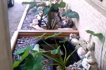 Koi, Goldfish, Turtle Pond