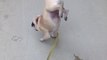 Pug walking on his front legs!