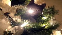 Kitten Rides Rotating Christmas Tree
