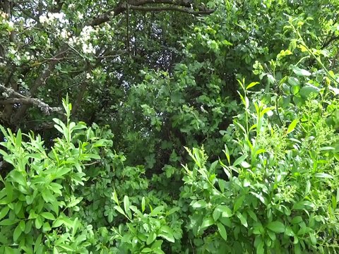 _DSC4025 Bollenberg, chant du rossignol et de la fauvette à tête noire