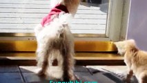 Funny Cat Videos | Funny Cat and Dog | Battle Between Cats and Dogs