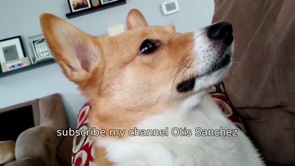 My guard dog is alarmed but only slightly.