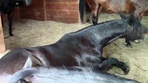 Horses, Peacefully Farting and Snoring