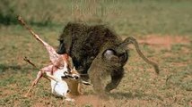 Babunların Antilop Avı - Annenin Çaresizliği