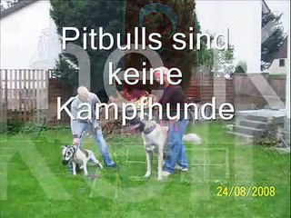 Kangal & Pitbull
