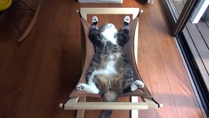 Hamakta Uyuyan Majesteleri Kedi