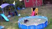 Family of Bears Swimming in Pool in the backyard!