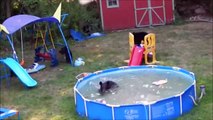 Family of Bears Swimming in Pool in the backyard!