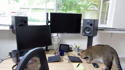 Ce chat doit mériter sa nourriture en partant chasser !