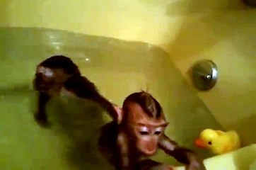 baby monkeys playing in bath tub