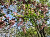 DIY COMO HACER CUADROS CON HOJAS Y FLORES SECAS