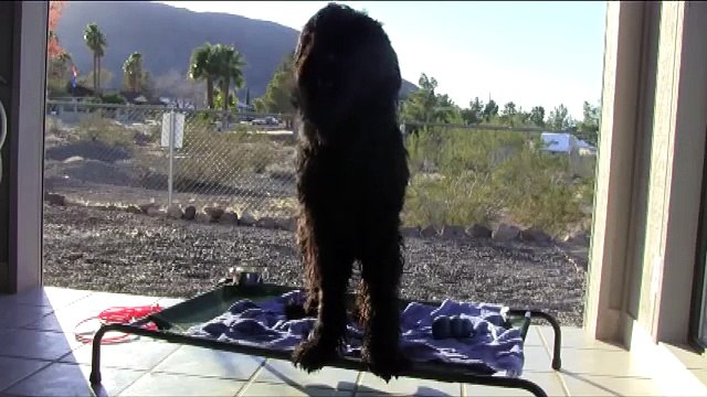 Dog Training in Las Vegas-Black Russian Terrier-A Very Useful Command