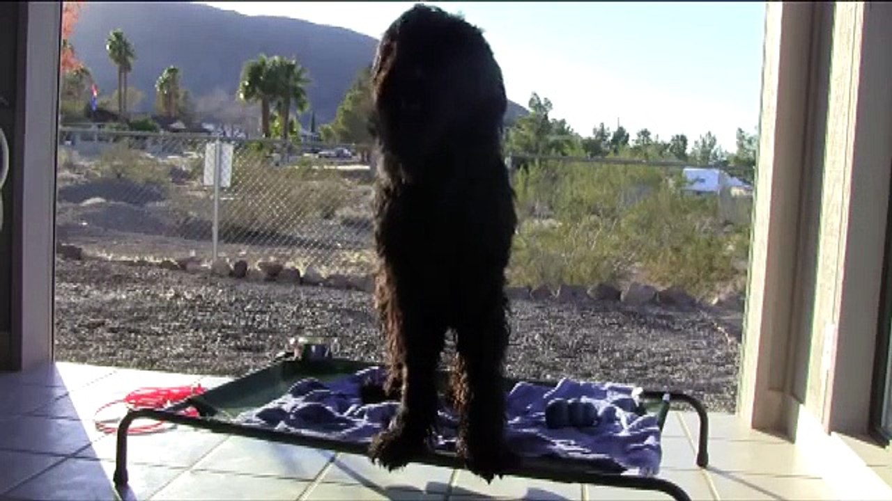 Dog Training in Las Vegas-Black Russian Terrier-A Very Useful Command