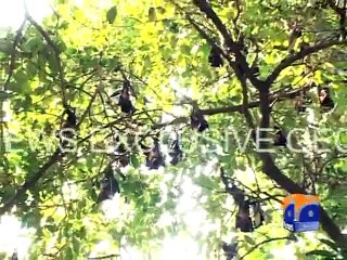 Bats invade Sargodha - Geo Reports - 21 Aug 2015