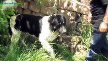 Армянский волкодав - гампр , Armenian Wolfhound-Gampr