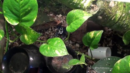 DENDROBATES FROG ROOM  NR.2 TINCTORIUS,MYSTERIOSUS LEUCOMELAS