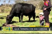 Pobladores conmocionados por nacimiento de ternera con dos cabezas en Cajamarca