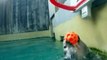 Sea otter 'Eddie' plays basketball and slam dunks at Oregon Zoo