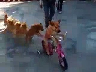 Dog Riding A Bicycle