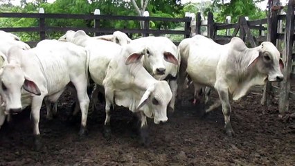 Lote de Toros Brahman Blanco Para la Venta