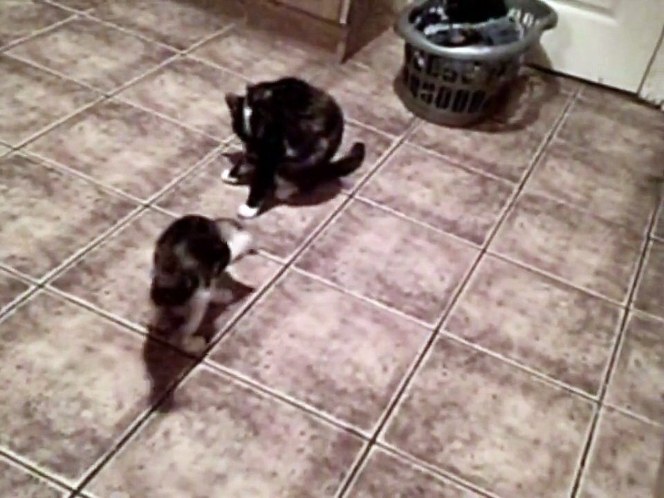 dancing cat riverdance kitten