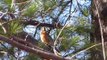 American Robin song