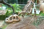 SP: Exposição de Fósseis de Dinossauros
