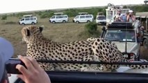Face à face avec un guépard