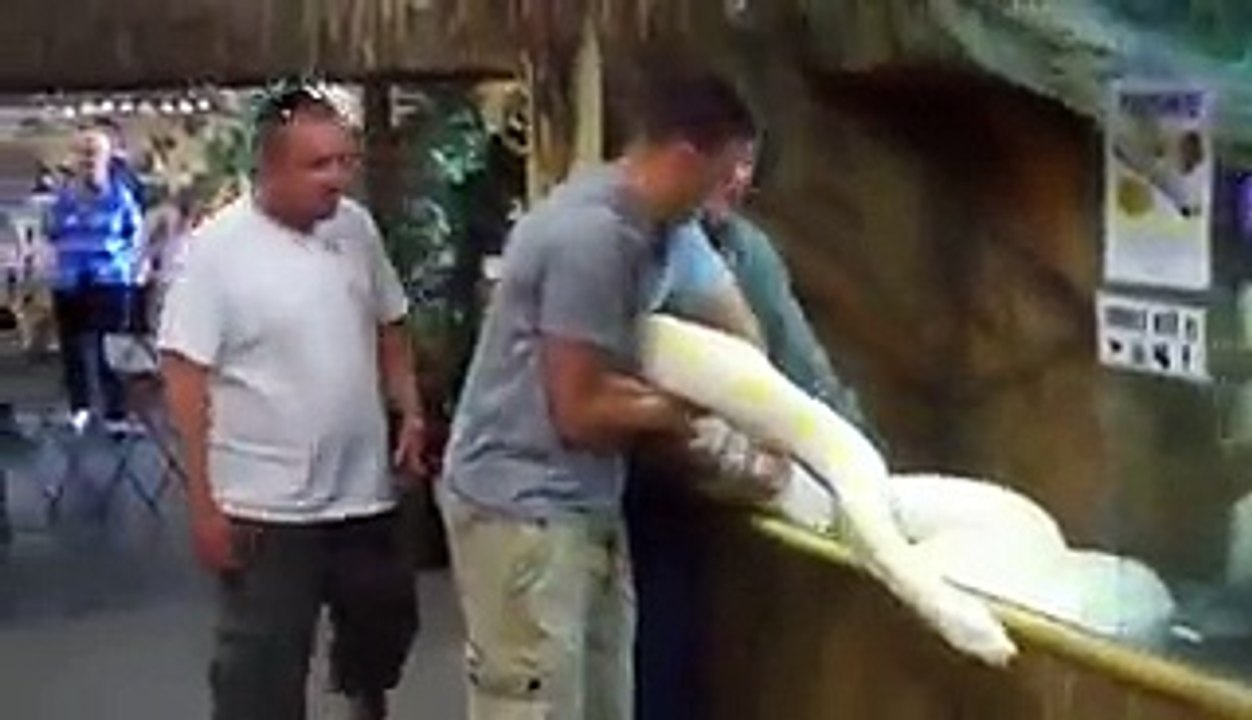 People lifted huge snake. it is unbelievable
