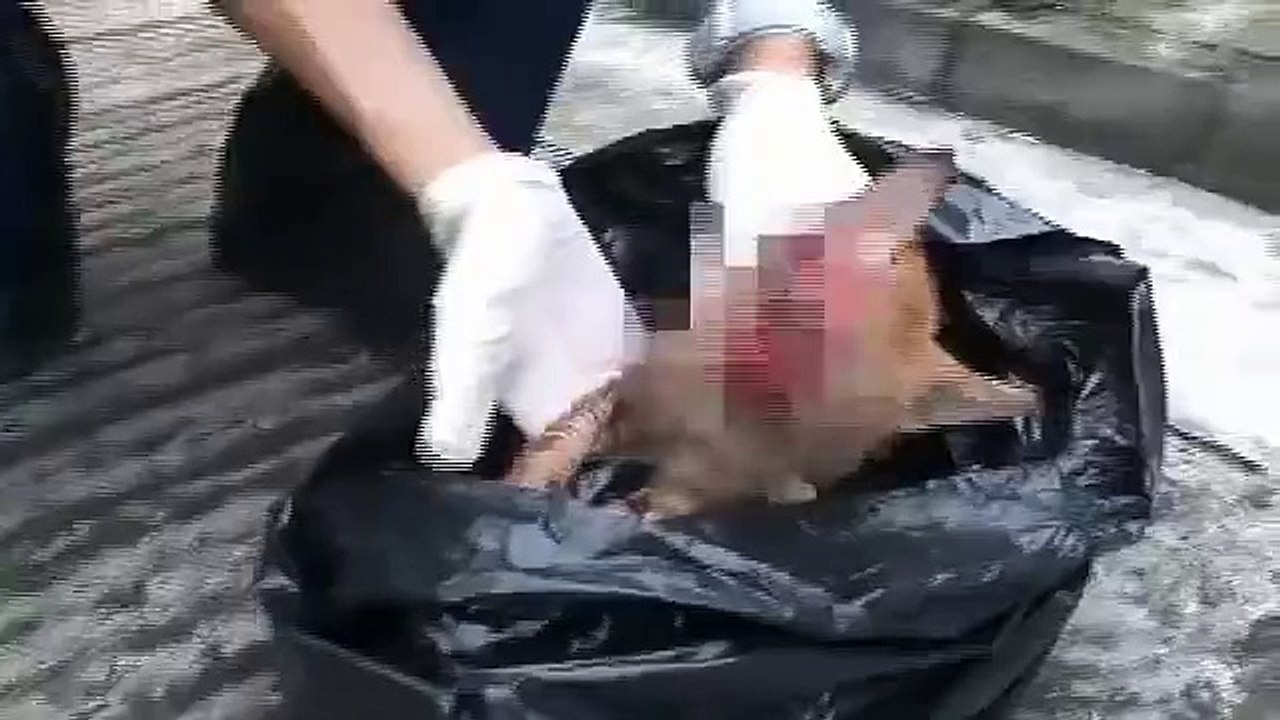 Cat abuse:two kittens were tramped dead