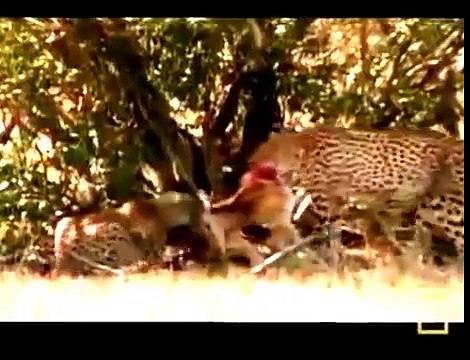National Geographic Animals 2015 Predators at War Nature Documentary HD
