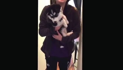 Husky yavrusunun konuşma çabası