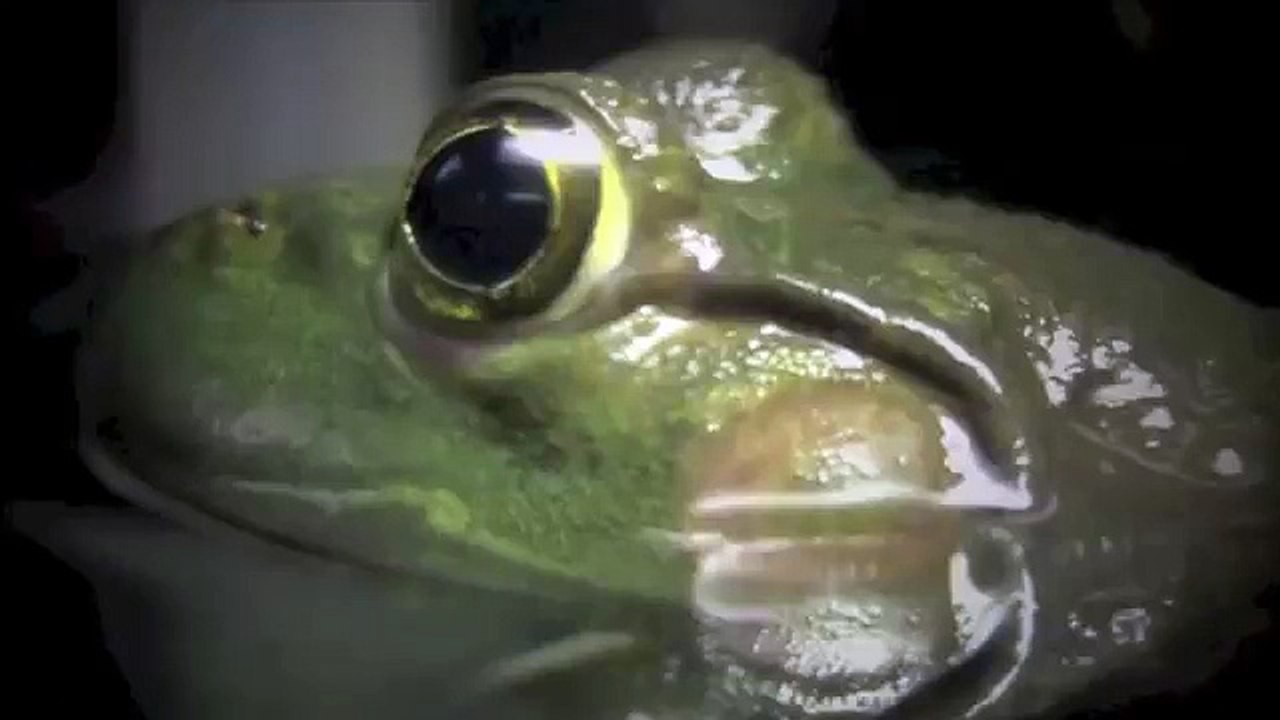 American Bullfrog Eats Everything!