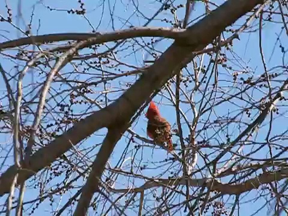 Male Northern Cardinal Singing Birdie Birdie Birdie