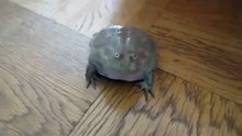 Screaming Frog - from YouTube