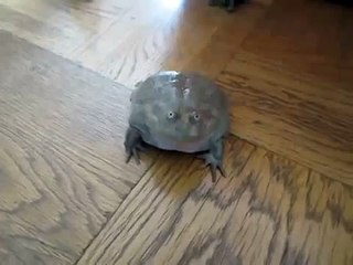 Screaming Frog - from YouTube