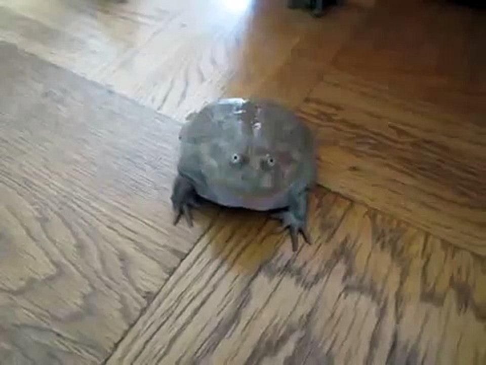 Screaming Frog - from YouTube