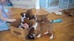 7 Week Old Boxer Puppies