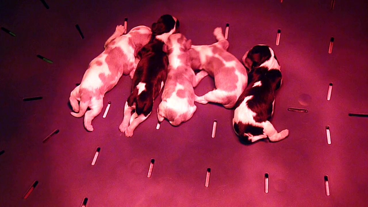 P1140209Portée de HALIE FORBAN née le 21 aout 15