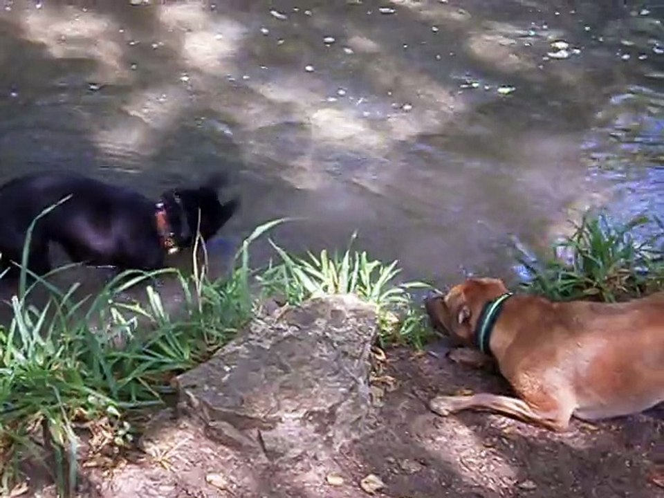 Eros et sa copine Lily le 20-08-2015 n° 2