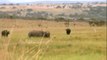 Rhino Kills Buffalo-Epic Battle